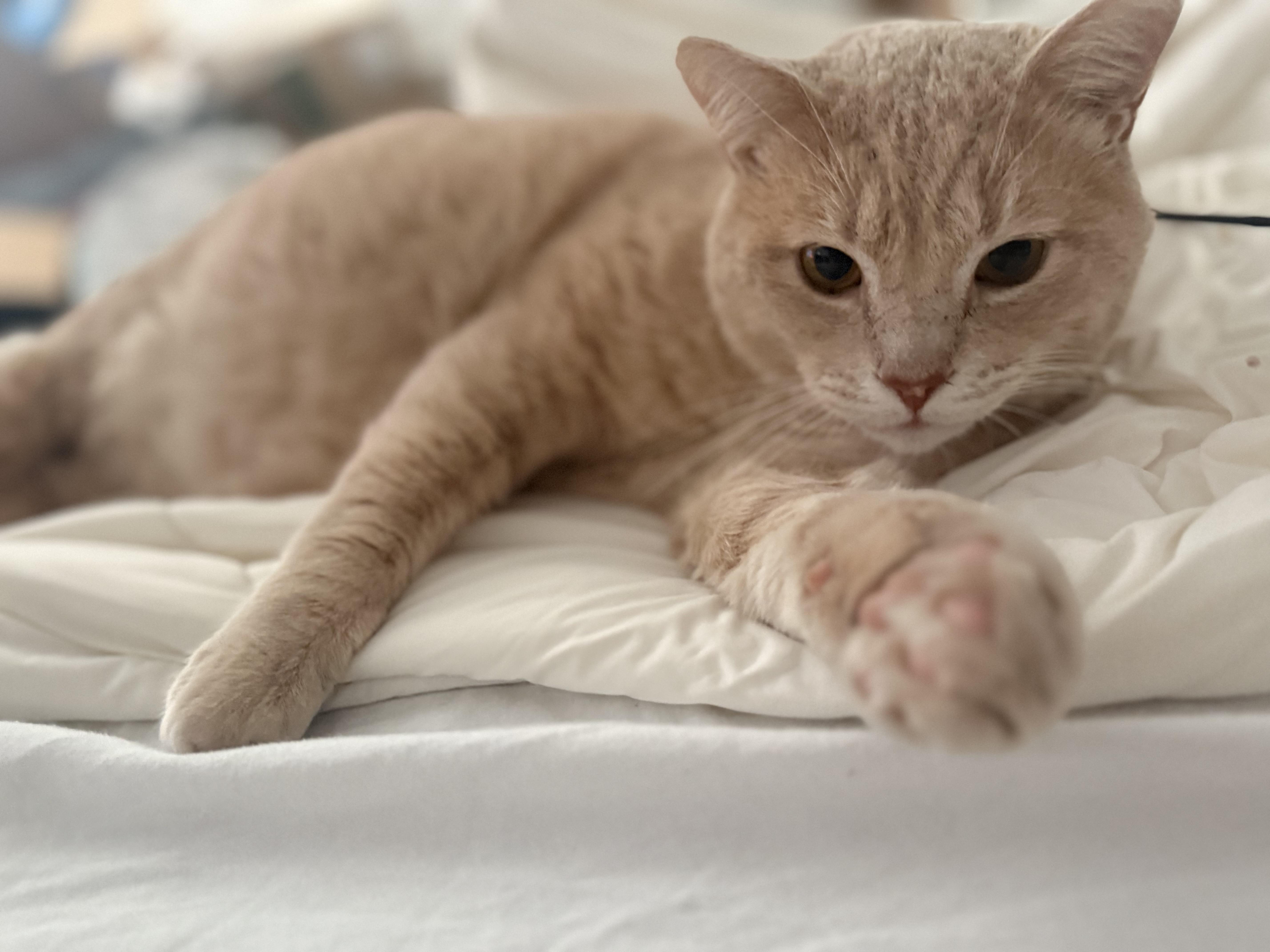 An adult large-sized male Orange & White Domestic Short Hair cat named Leo for adoption in San Andreas, CA