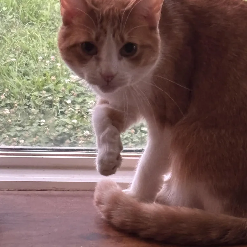 A young medium-sized female Orange & White Domestic Short Hair cat named Autumn for adoption in Kirklin, IN