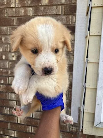 A baby medium-sized female Mixed Breed dog named Lisa Loud for adoption in Dallas, TX