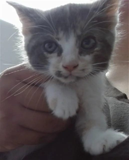 A baby small-sized female Domestic Short Hair cat named Lunafreya for adoption in Albuquerque, NM