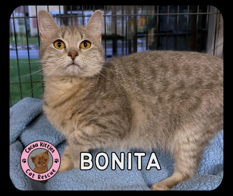 A young medium-sized female Domestic Short Hair cat named Bonita for adoption in Hershey, PA