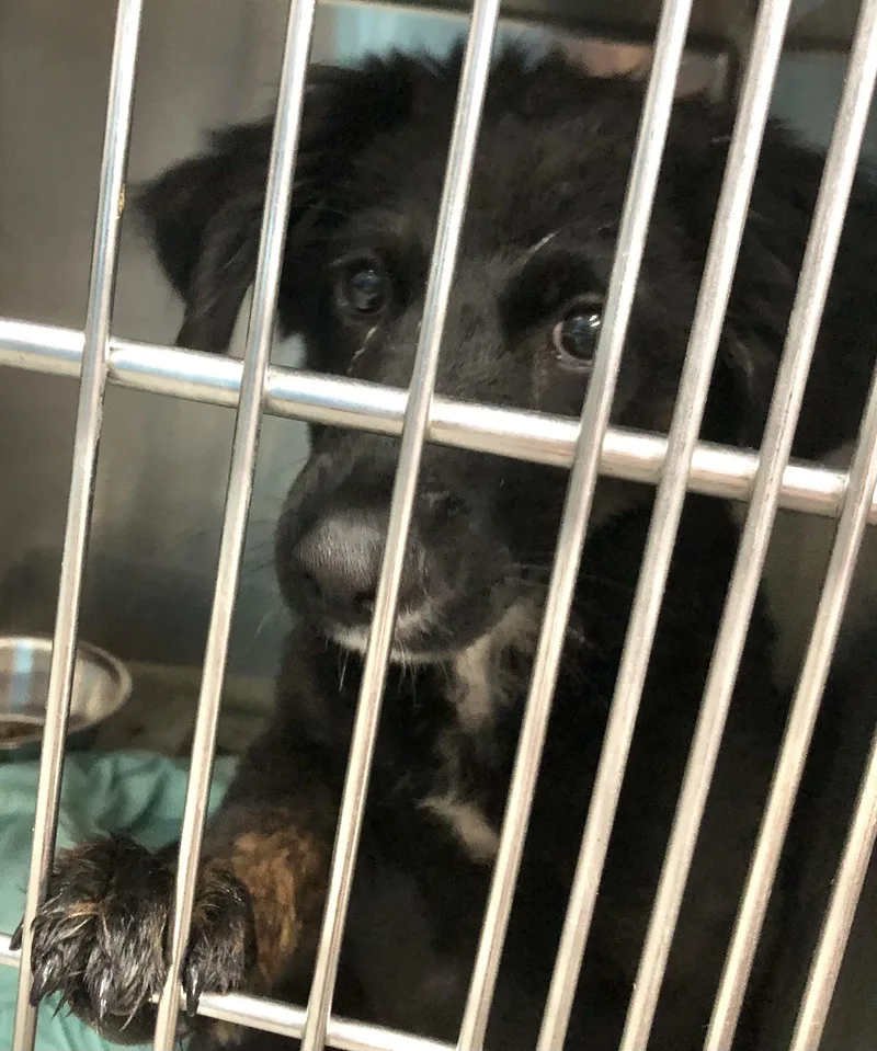 A baby medium-sized female Black Mixed Breed dog named Robin for adoption in Parma, OH