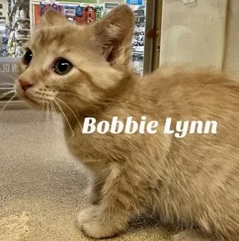 Bobble Lynn thumbnail 2