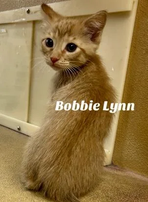 Bobble Lynn