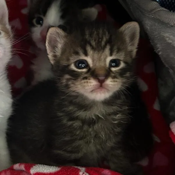 A baby extra large-sized male Brown / Chocolate Domestic Short Hair cat named Monterey for adoption in Oceanside, NY