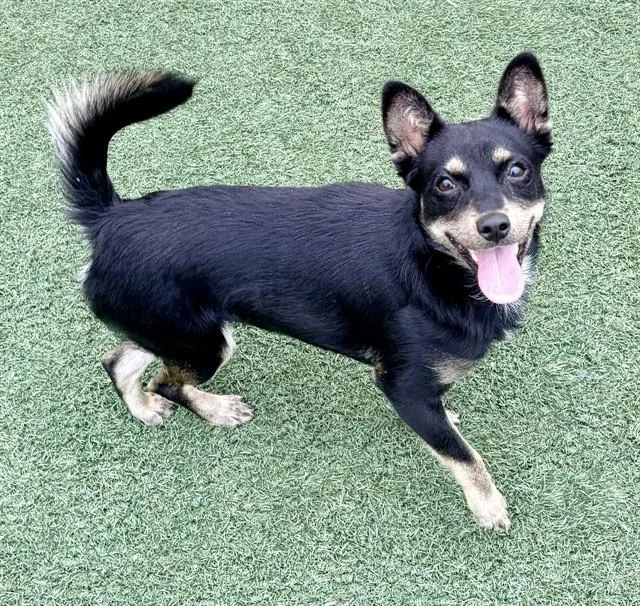 A young small-sized male Border Terrier dog named True for adoption in Salinas, CA