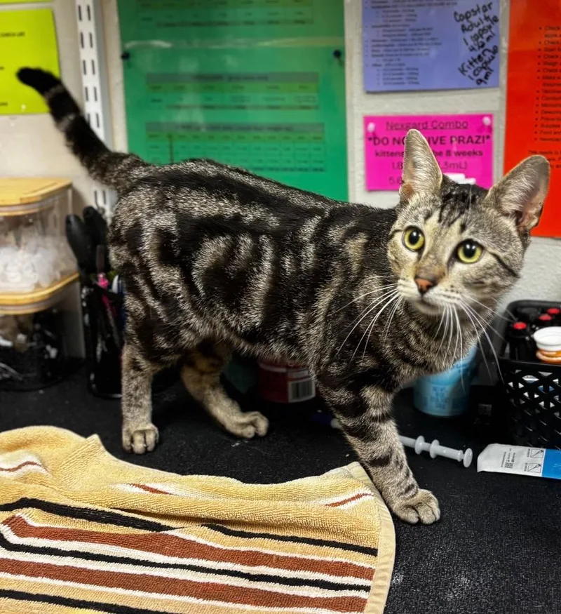 A young medium-sized male Domestic Short Hair cat named Revenue for adoption in Sorrento, LA