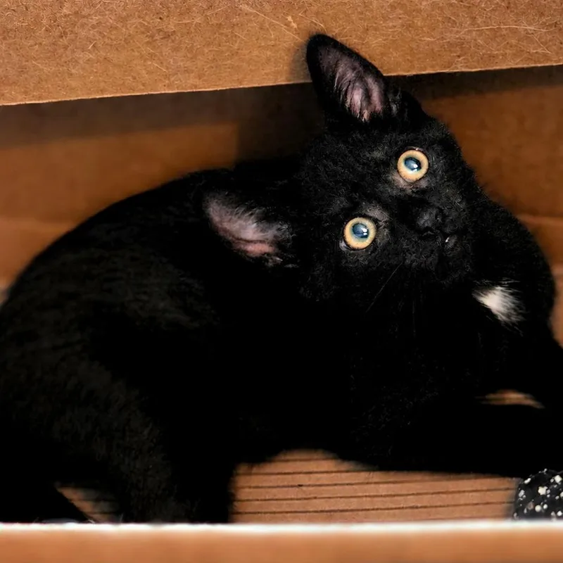 A baby medium-sized male Black Domestic Short Hair cat named Timber for adoption in West Orange, NJ