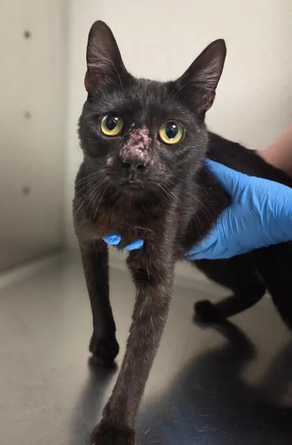 A young medium-sized female Domestic Short Hair cat named Flora for adoption in Fresno, CA