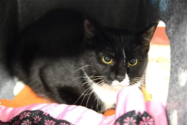 A young medium-sized female Domestic Short Hair cat named Holley Shiftwell for adoption in Colorado Springs, CO