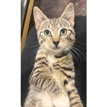 A baby medium-sized male Domestic Short Hair cat named Tostitos May Needs for adoption in Hudson, MA