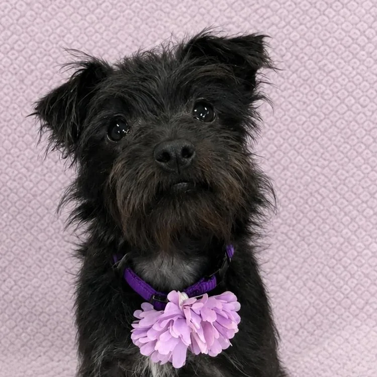 Dutchess Ducky thumbnail 2