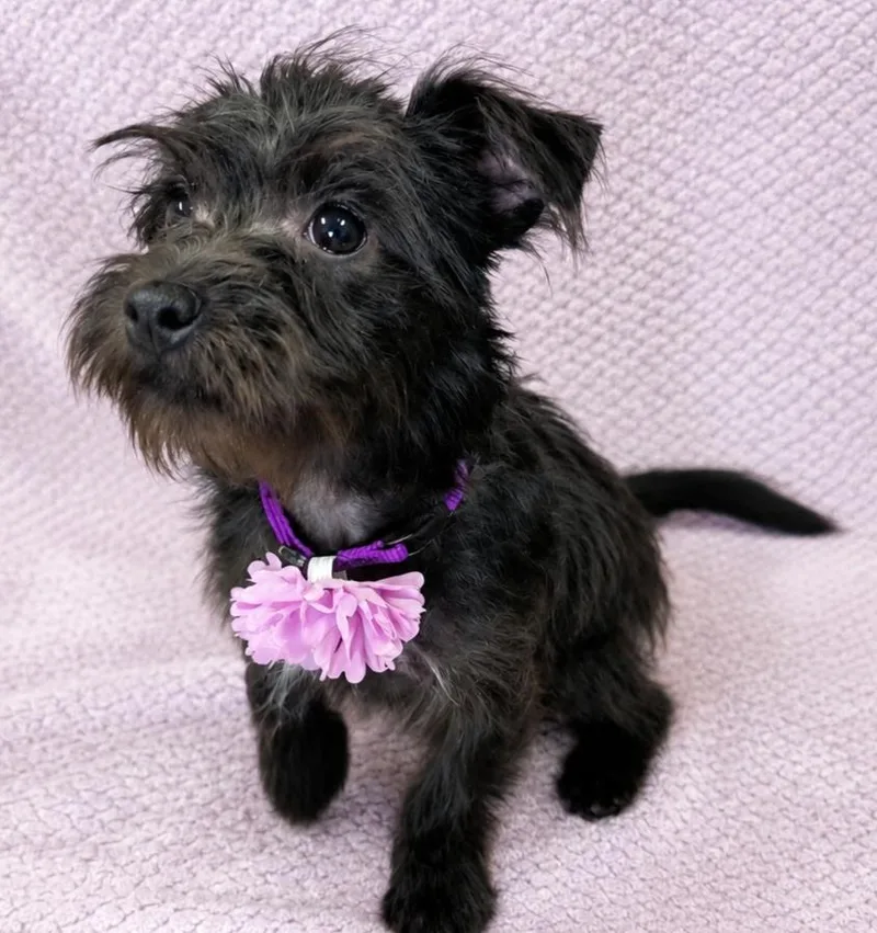 Dutchess Ducky thumbnail 3