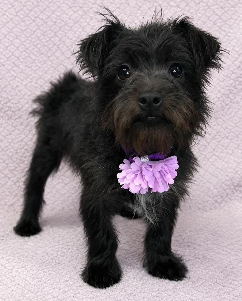 Dutchess Ducky thumbnail 4
