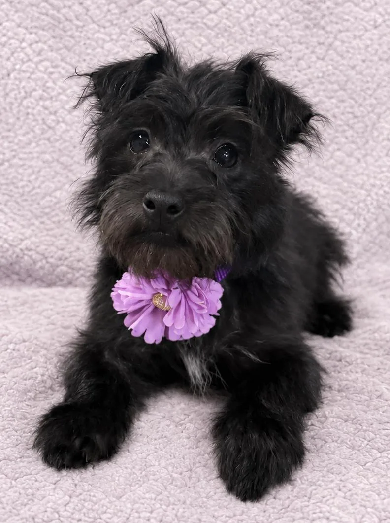 Dutchess Ducky thumbnail 5