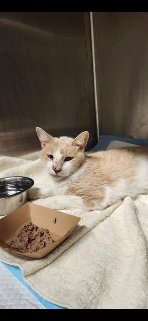 A young medium-sized male Domestic Short Hair cat named Chester for adoption in San Antonio, TX