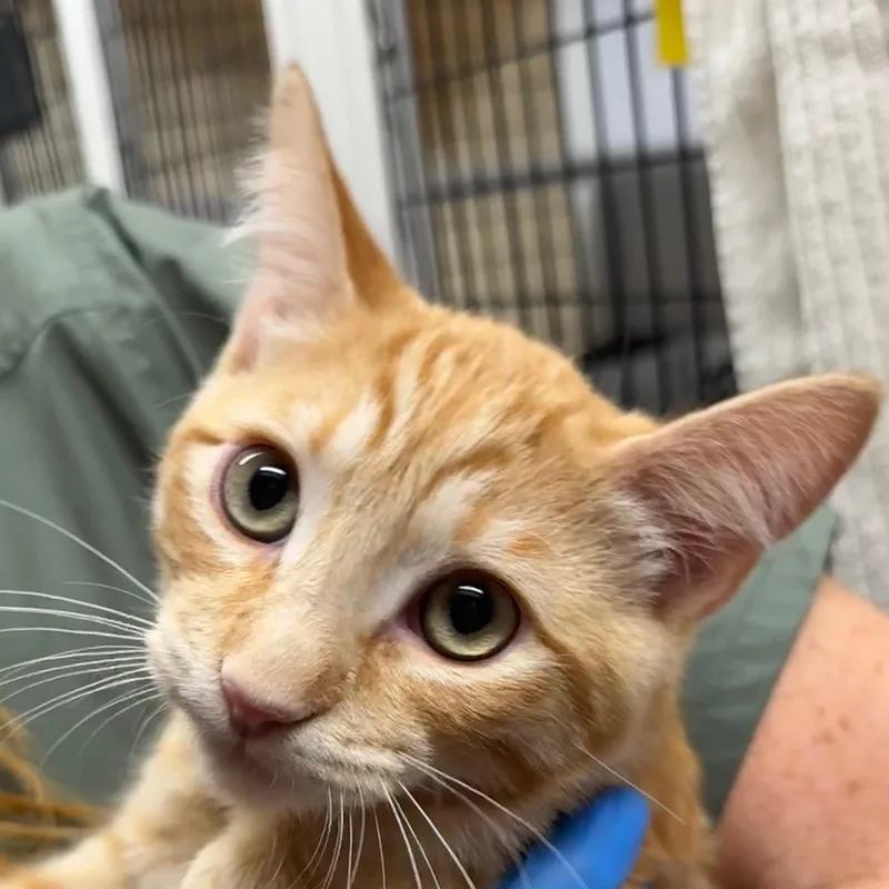A baby small-sized male Domestic Short Hair cat named Tarocco for adoption in Santa Fe, NM