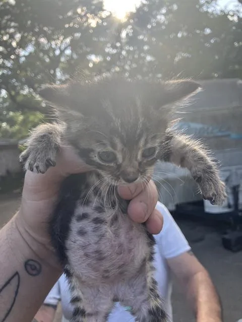 A baby medium-sized female Domestic Medium Hair cat named Sam for adoption in Dallas, TX