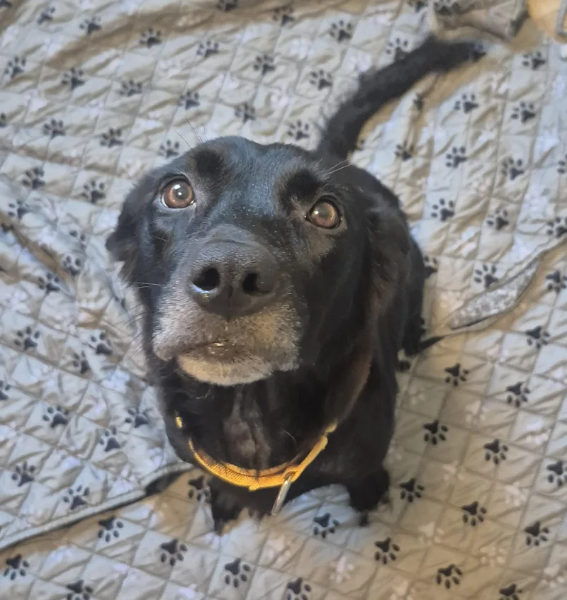 An adult medium-sized female Black Labrador Retriever dog named Bb for adoption in Melbourne , FL