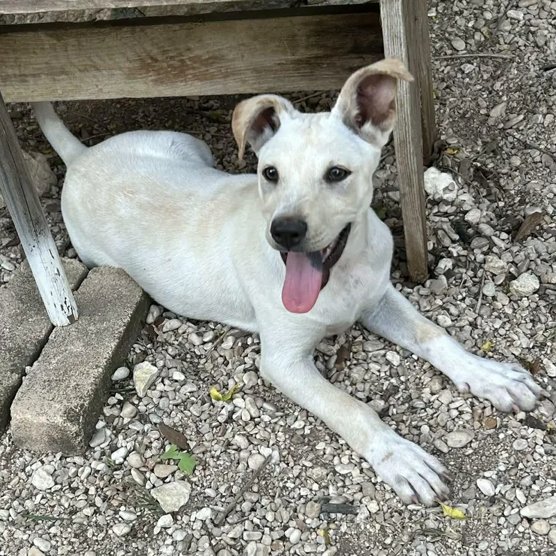 A young small-sized female White / Cream Chihuahua dog named Dolly for adoption in Boerne, TX