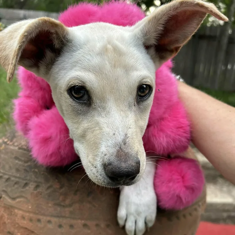 Dolly thumbnail 2