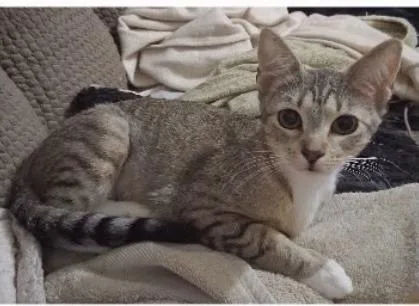 A young small-sized female Domestic Short Hair cat named Destiny S for adoption in Darien, GA