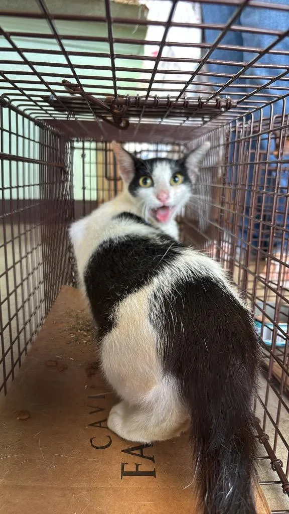 Husemann Feral