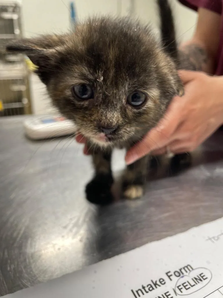 A baby medium-sized female Domestic Short Hair cat named Natasha for adoption in Fall River, MA