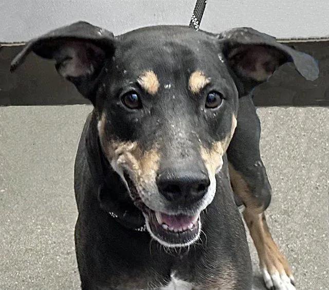 A young medium-sized female Catahoula Leopard Dog dog named Sage for adoption in Tucson, AZ