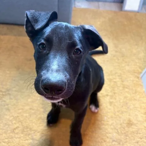 A baby medium-sized male Black Labrador Retriever dog named Bluey for adoption in Dayton, OH