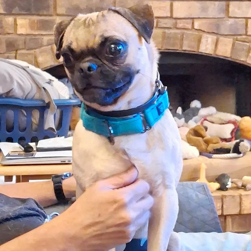 A young small-sized male Yellow / Tan / Blond / Fawn Pug dog named Colby for adoption in Flower Mound, TX