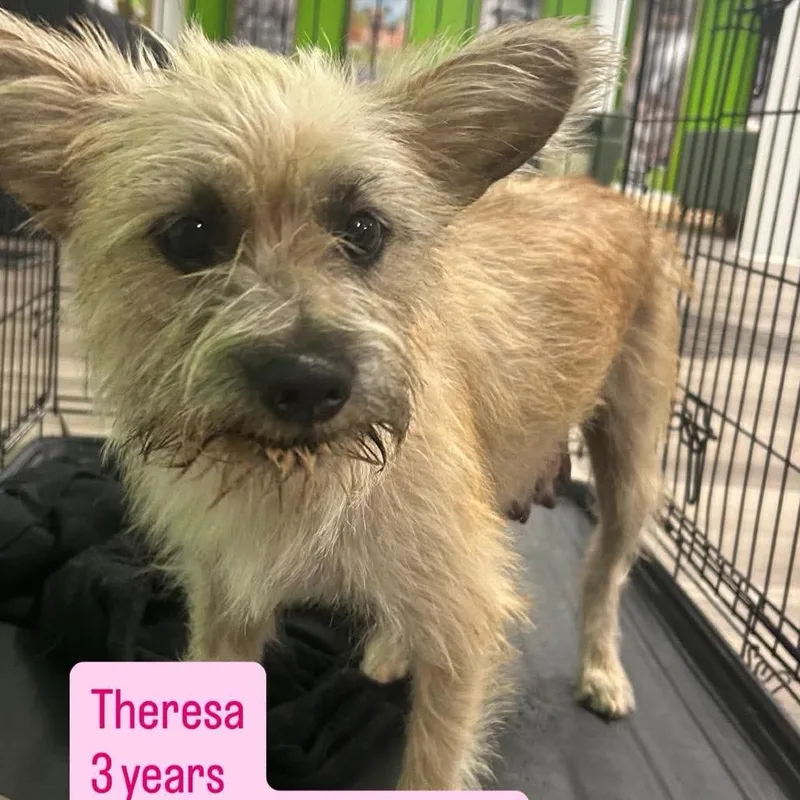 A baby small-sized female Wirehaired Terrier dog named Mommy Theresa for adoption in Tampa, FL