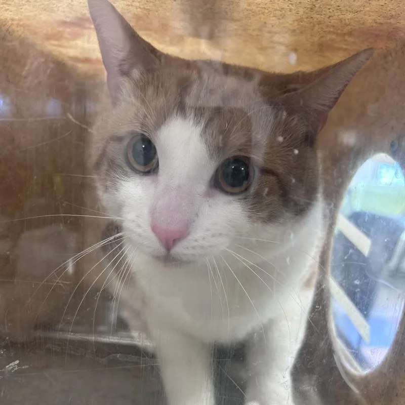A young large-sized male Orange / Red Domestic Short Hair cat named Garfield for adoption in Philadelphia, PA