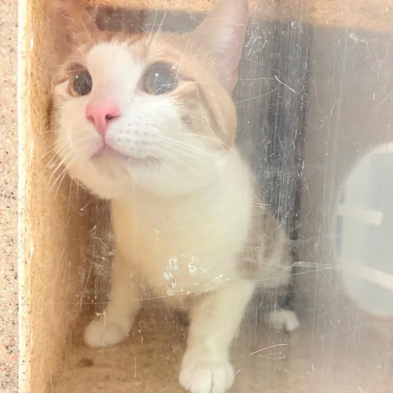 Garfield thumbnail 2