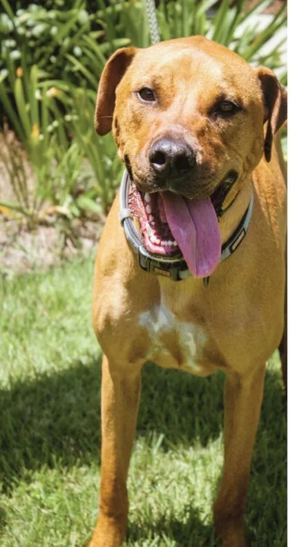 An adult large-sized male Rhodesian Ridgeback dog named Rumble for adoption in Brunswick, GA