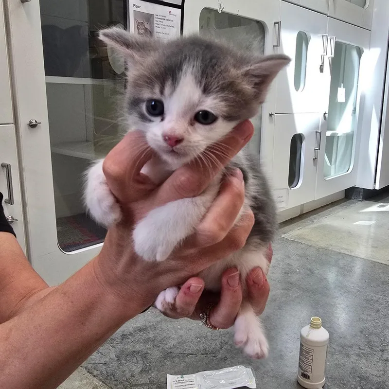A baby small-sized female White Domestic Short Hair cat named Cremini for adoption in Jasper, IN