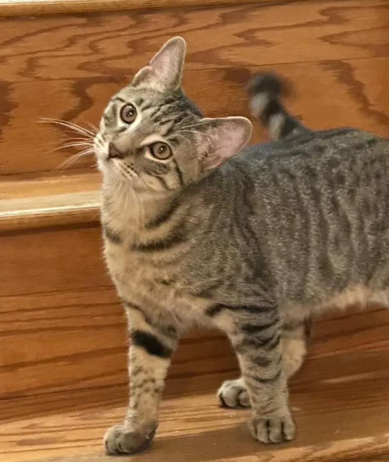 A baby small-sized male Domestic Short Hair cat named Cedar for adoption in Darien, GA