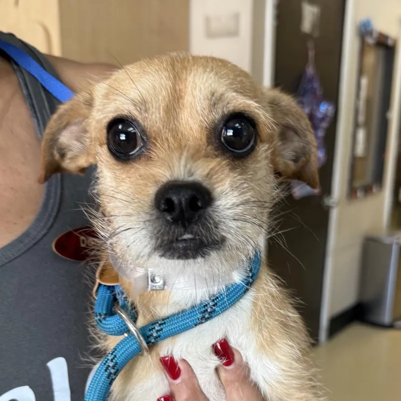 An adult small-sized male Brown / Chocolate Terrier dog named Stitch  Chino Hills for adoption in Chino Hills, CA