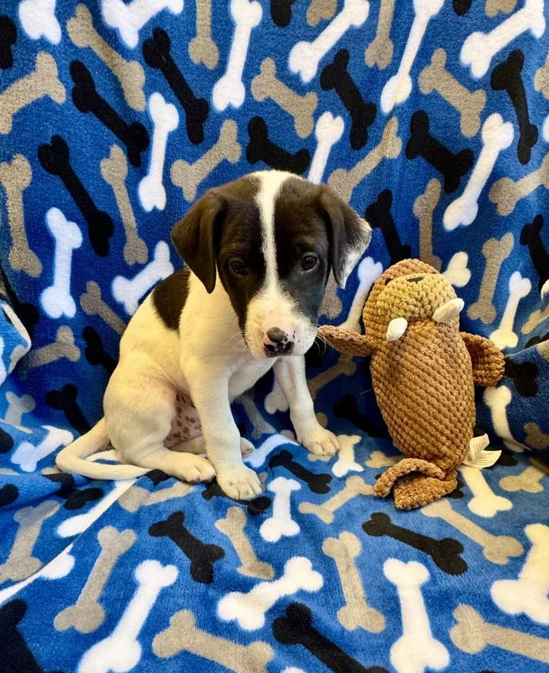 A baby small-sized male Feist dog named Nathan for adoption in Clarksville, TN