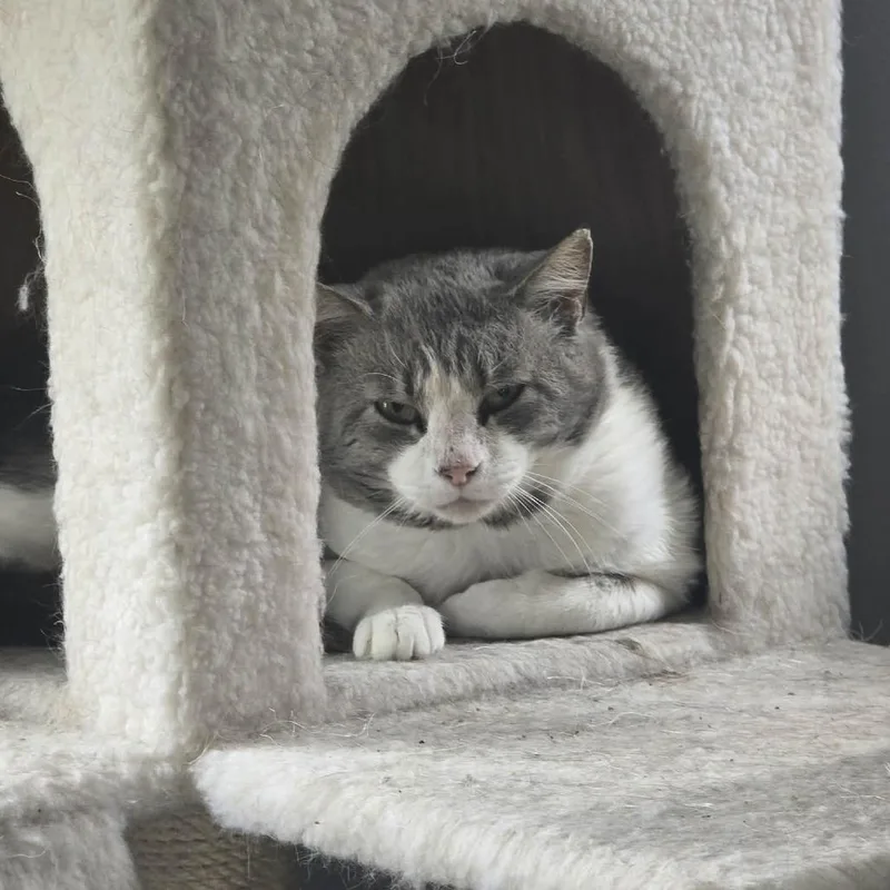 A senior small-sized male Gray / Blue / Silver Domestic Short Hair cat named Bacon for adoption in Jarrettsville, MD