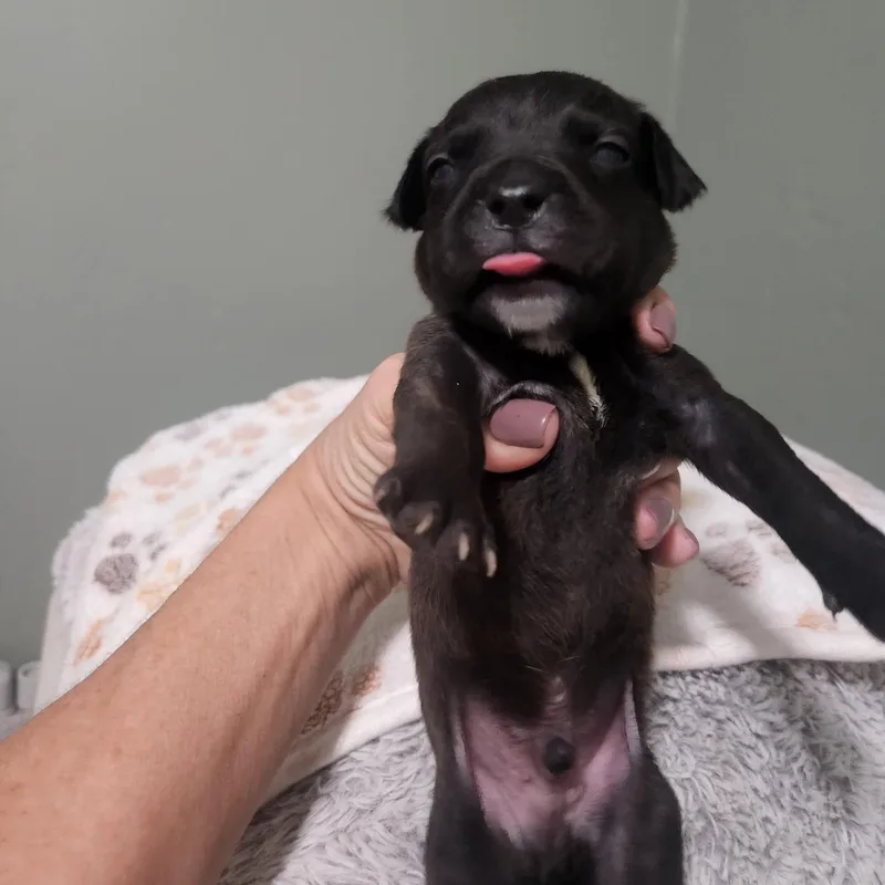 A baby medium-sized male Pit Bull Terrier dog named Fitz for adoption in Brentwood, CA