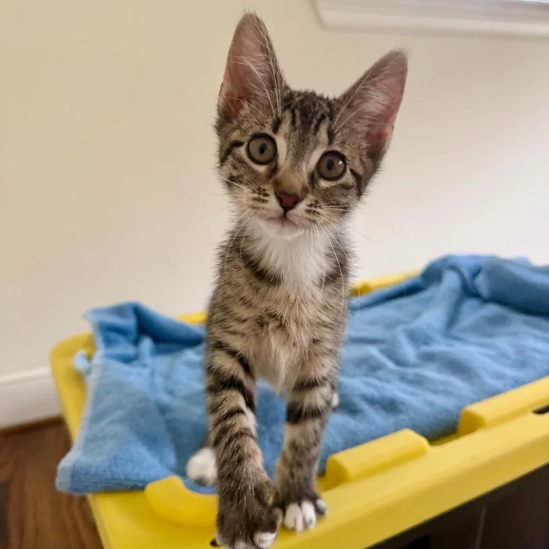 A baby small-sized female Brown / Chocolate Domestic Short Hair cat named Esther for adoption in Houston, TX
