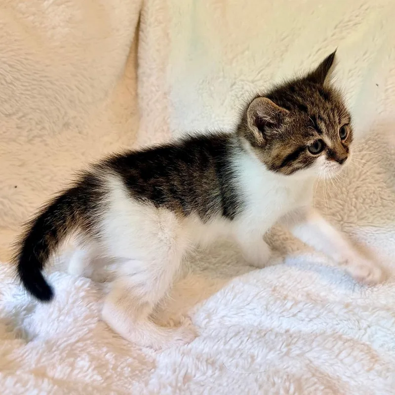 A baby small-sized female Gray / Blue / Silver Domestic Medium Hair cat named Rhianna for adoption in Chapel Hill, NC
