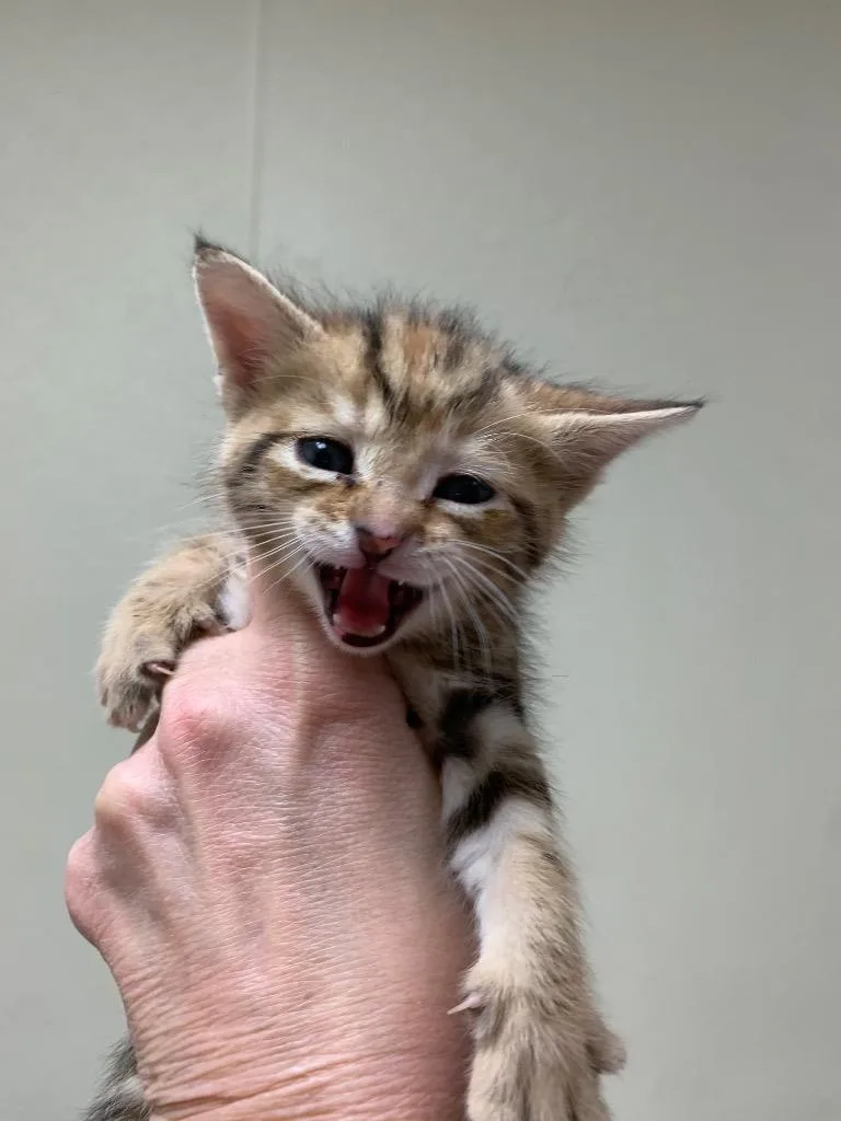 A baby medium-sized female Domestic Short Hair cat named Kaleidoscope for adoption in Christiansburg, VA