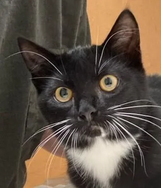 A baby small-sized female Domestic Short Hair cat named Patty Pan for adoption in Eugene, OR