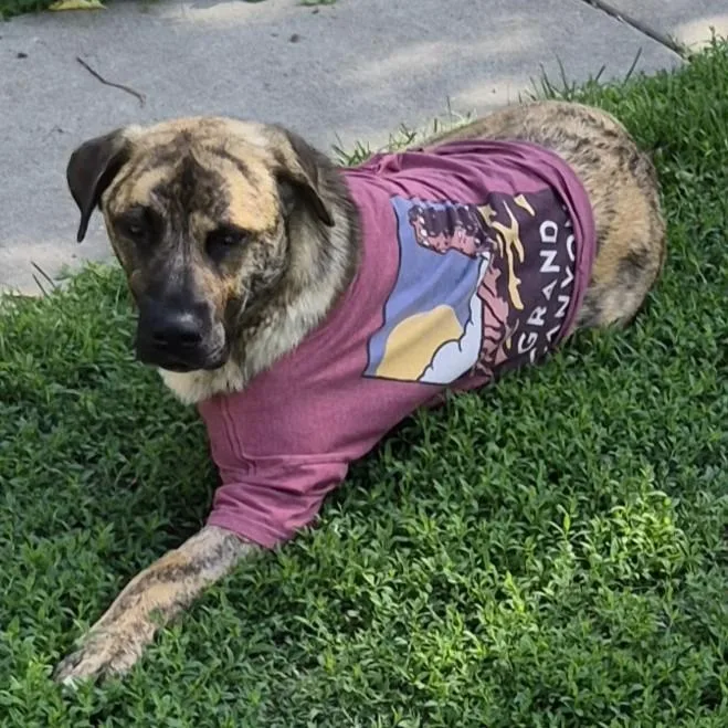 A young medium-sized male Mixed Breed dog named Trig for adoption in Minneapolis, MN