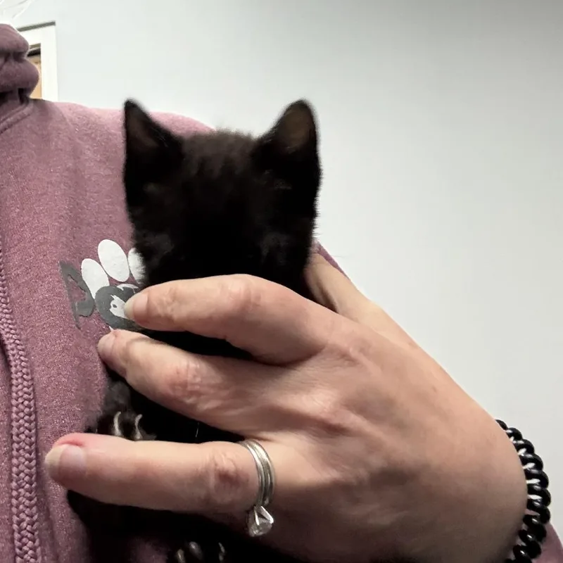 A baby medium-sized female Black Domestic Short Hair cat named Boinga for adoption in Columbus, GA