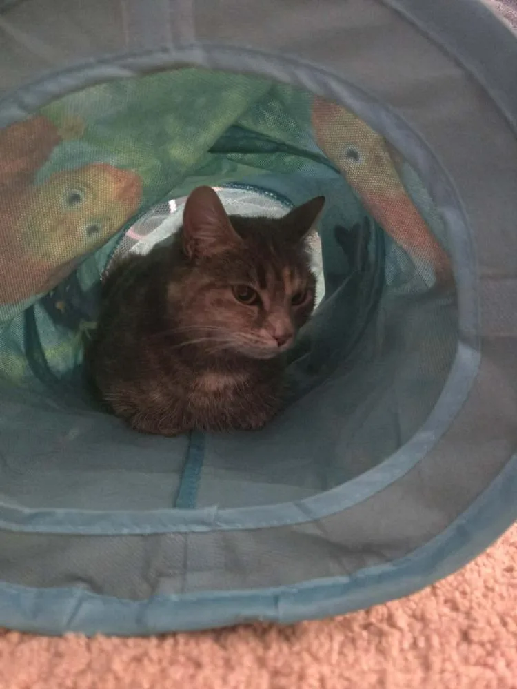 An adult medium-sized female Gray / Blue / Silver Domestic Short Hair cat named Smokey Rose for adoption in Cary, NC