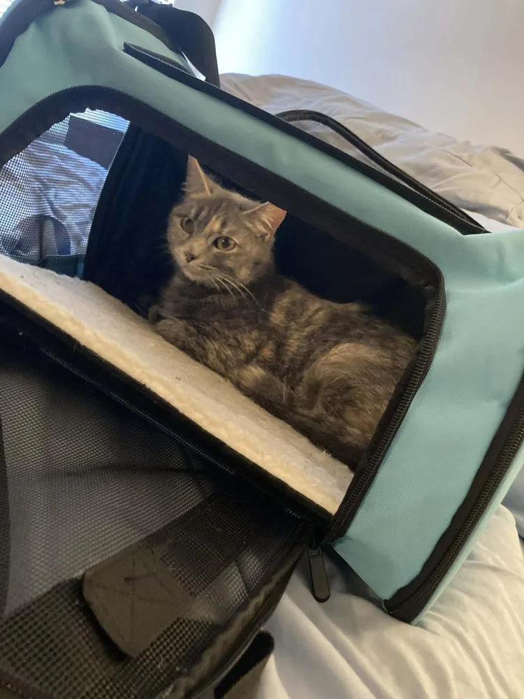 Smokey Rose thumbnail 2