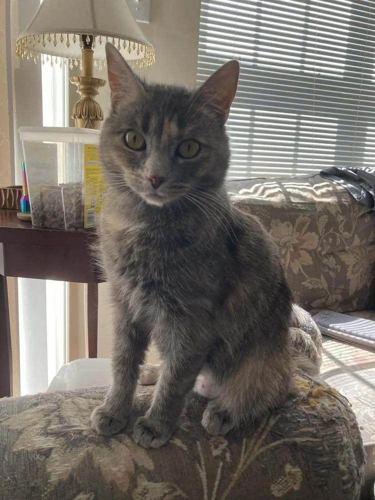 Smokey Rose thumbnail 3